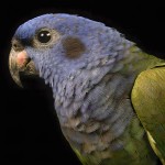 鳞头鹦鹉-缩略图-13