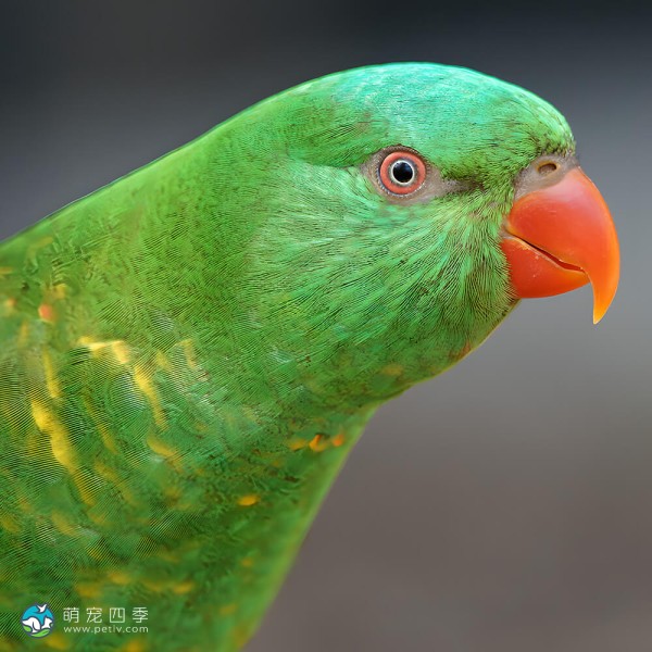 鳞胸吸蜜鹦鹉-1