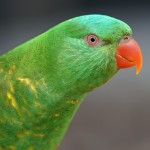 鳞胸吸蜜鹦鹉-缩略图-1