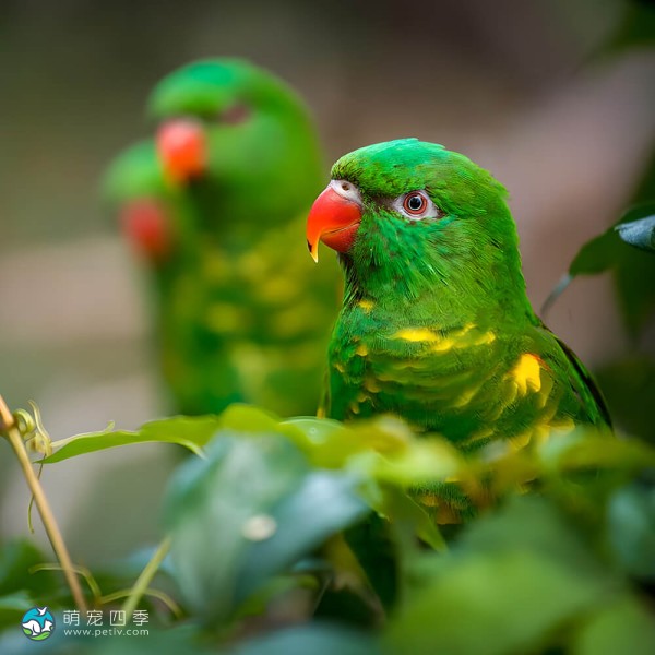 鳞胸吸蜜鹦鹉-2