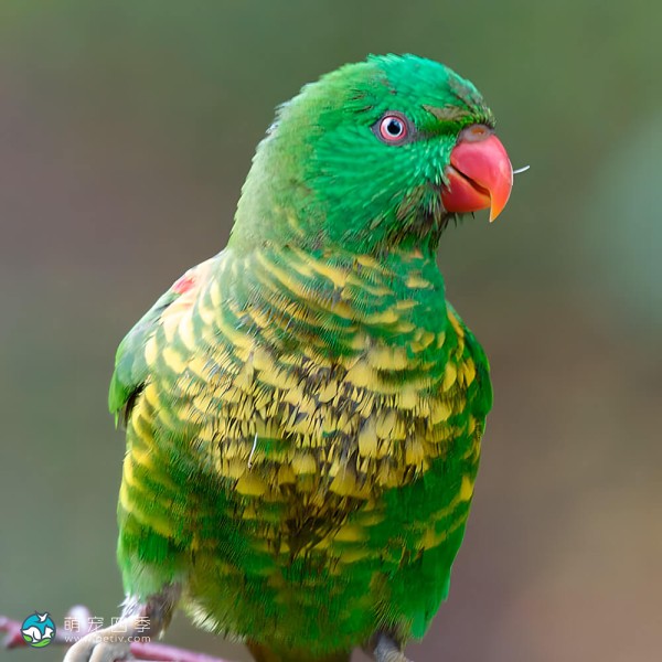 鳞胸吸蜜鹦鹉-3