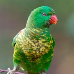 鳞胸吸蜜鹦鹉-缩略图-3