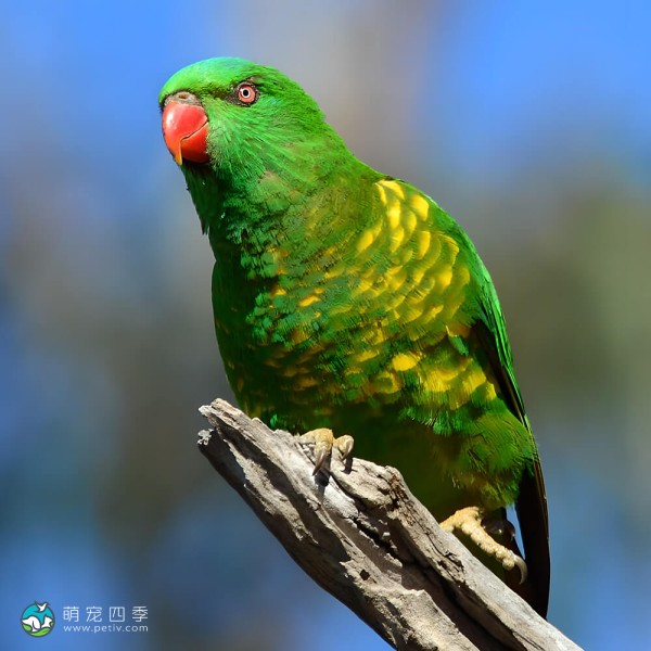 鳞胸吸蜜鹦鹉-4