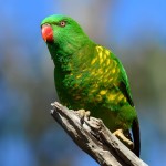 鳞胸吸蜜鹦鹉-缩略图-4