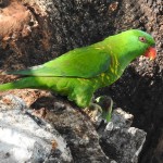 鳞胸吸蜜鹦鹉-缩略图-5