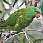 鳞胸吸蜜鹦鹉-缩略图-6