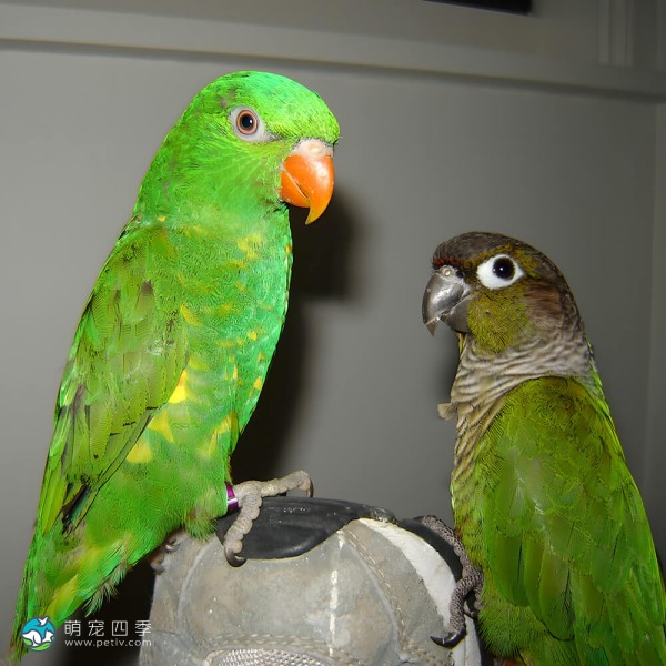 鳞胸吸蜜鹦鹉-7