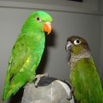 鳞胸吸蜜鹦鹉-缩略图-7