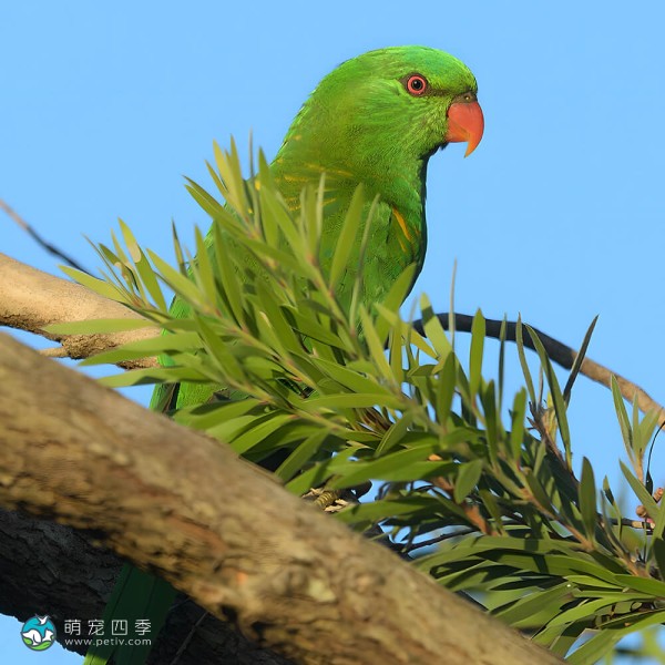 鳞胸吸蜜鹦鹉-8