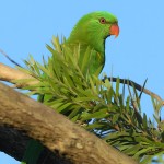 鳞胸吸蜜鹦鹉-缩略图-8