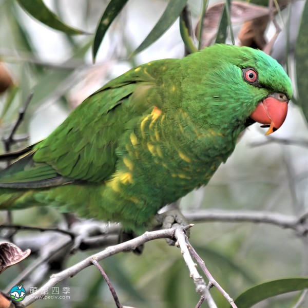 鳞胸吸蜜鹦鹉-9