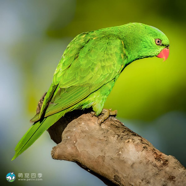鳞胸吸蜜鹦鹉-10