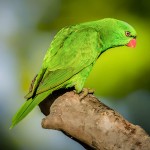 鳞胸吸蜜鹦鹉-缩略图-10