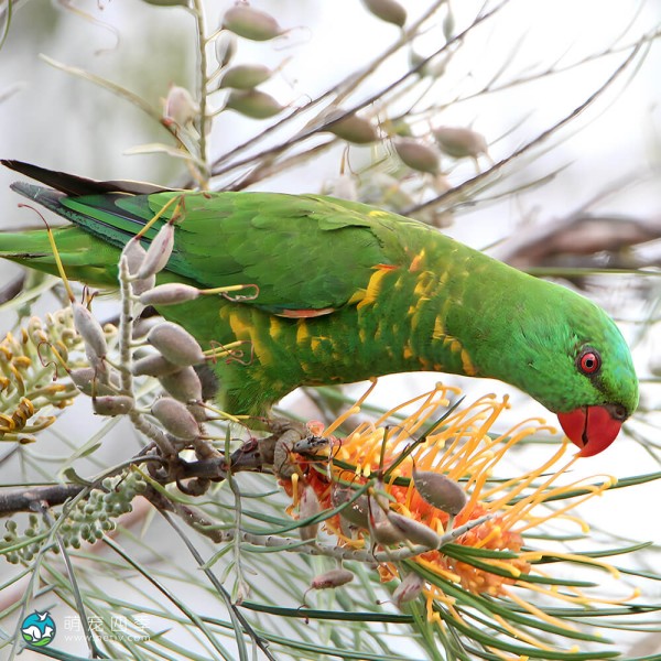 鳞胸吸蜜鹦鹉-11