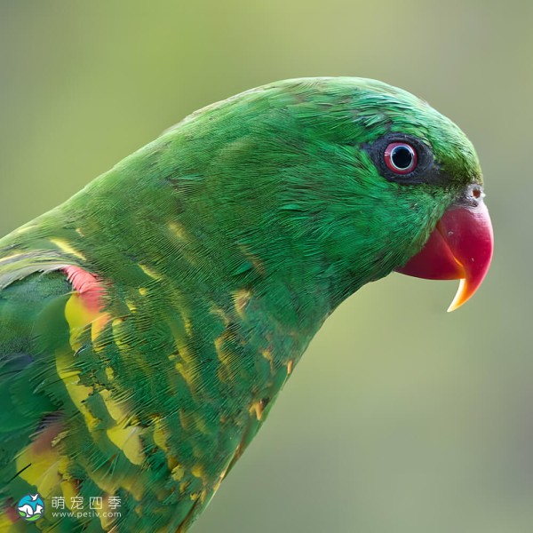 鳞胸吸蜜鹦鹉-13