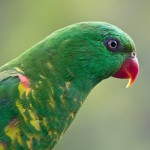 鳞胸吸蜜鹦鹉-缩略图-13