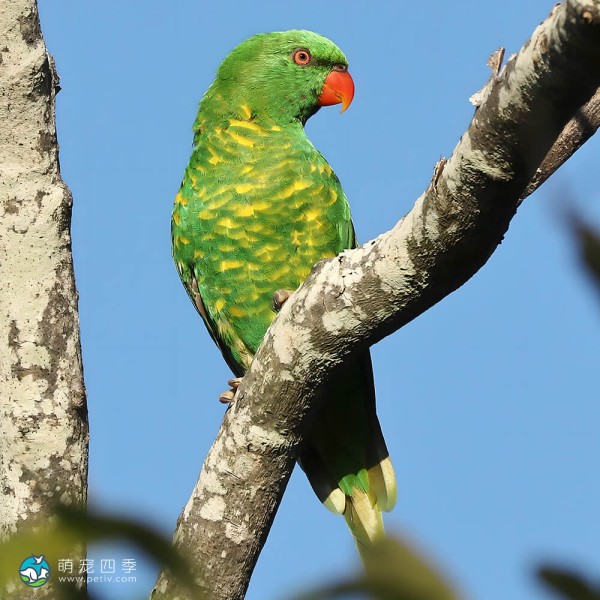 鳞胸吸蜜鹦鹉-14