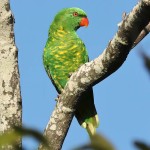 鳞胸吸蜜鹦鹉-缩略图-14