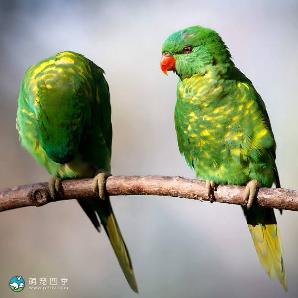 鳞胸吸蜜鹦鹉-15