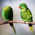 鳞胸吸蜜鹦鹉-缩略图-15