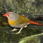 绿翅斑腹雀-缩略图-1