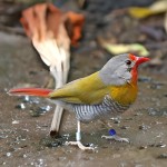 绿翅斑腹雀-缩略图-2