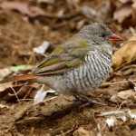 绿翅斑腹雀-缩略图-3