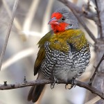 绿翅斑腹雀-缩略图-4