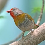 绿翅斑腹雀-缩略图-6