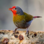 绿翅斑腹雀-缩略图-7