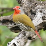 绿翅斑腹雀-缩略图-8