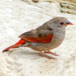 绿翅斑腹雀-缩略图-9