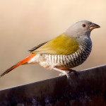 绿翅斑腹雀-缩略图-10