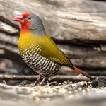 绿翅斑腹雀-缩略图-11