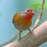 绿翅斑腹雀-缩略图-12