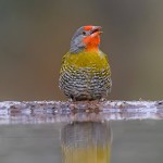 绿翅斑腹雀-缩略图-13