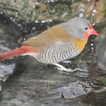 绿翅斑腹雀-缩略图-14