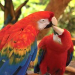 红绿金刚鹦鹉-缩略图-1