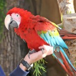 红绿金刚鹦鹉-缩略图-2
