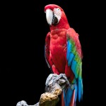 红绿金刚鹦鹉-缩略图-3