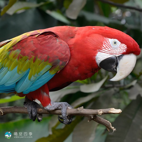 红绿金刚鹦鹉-4