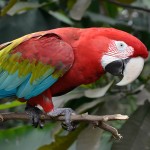 红绿金刚鹦鹉-缩略图-4