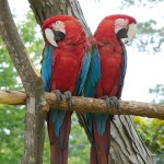 红绿金刚鹦鹉-缩略图-5