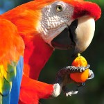 红绿金刚鹦鹉-缩略图-6
