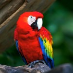 红绿金刚鹦鹉-缩略图-7