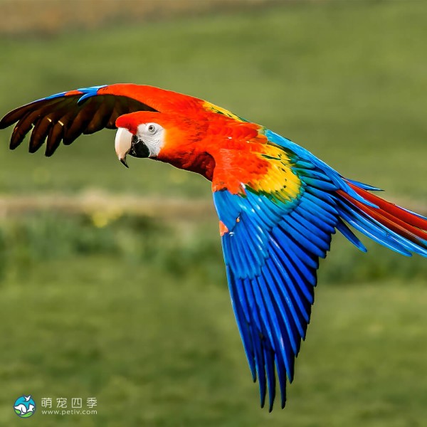 红绿金刚鹦鹉-8