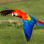 红绿金刚鹦鹉-缩略图-8