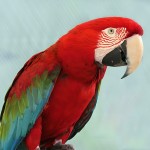 红绿金刚鹦鹉-缩略图-9