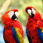 红绿金刚鹦鹉-缩略图-10