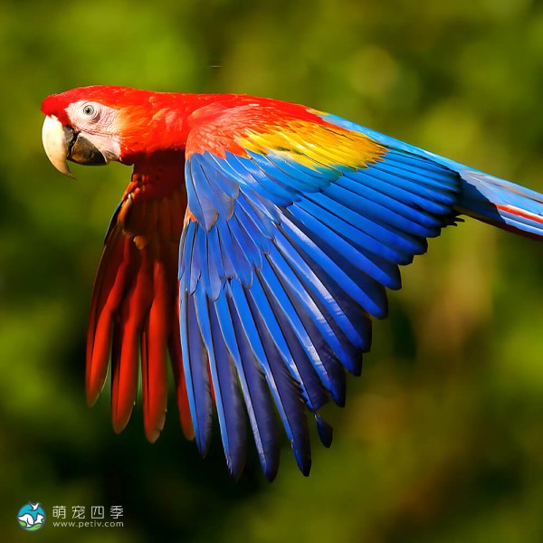 红绿金刚鹦鹉-11